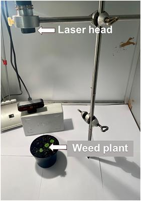 Laser weeding of common weed species